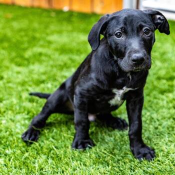 Portobello -  Labrador Retriever and Cattle Dog Dog for Adoption in Naperville, Illinois - Portobello | PetCurious