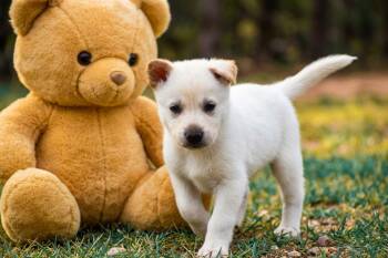 Benji -  Mixed Breed Dog for Adoption in Mayer, Arizona - Benji | PetCurious