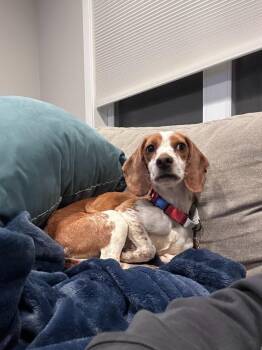 Beagle and Mixed Breed Dogs Available for Adoption - Ginger | PetCurious