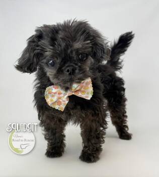 Squidgit -  Pekingese and Poodle Dog for Adoption in Benton, Louisiana - Squidgit | PetCurious