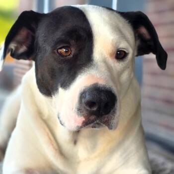 Chance -  American Staffordshire Terrier Dog for Adoption in Brookeville, Maryland - Chance | PetCurious