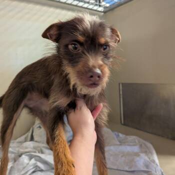 Mixed Breed Dogs Available for Adoption - Ciabatta | PetCurious