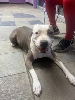 DIAMOND -  Pit Bull Terrier and Mixed Breed Dog for Adoption in El Paso, Texas - DIAMOND | PetCurious