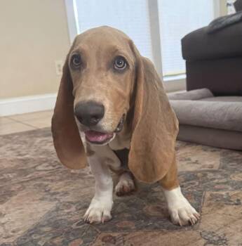 Dale -  Basset Hound Dog for Adoption in Auburndale, Florida - Dale | PetCurious