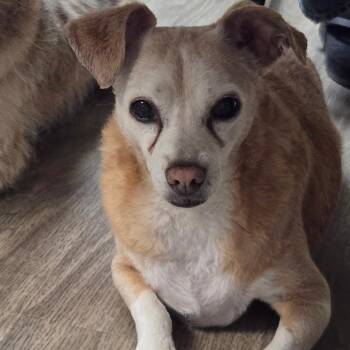 Sandy Love -  Chihuahua and Miniature Poodle Dog for Adoption in San Jacinto, California - Sandy Love | PetCurious