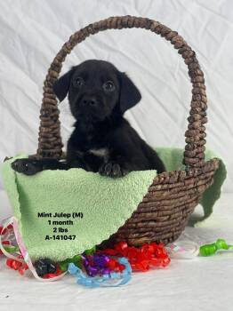 Labrador Retriever and Catahoula Leopard Dog Dogs Available for Adoption - MJ The Lab Mix Puppy! | PetCurious