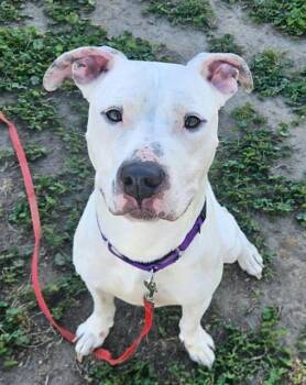 Pit Bull Terrier and Mixed Breed Dogs Available for Adoption in Sacramento, California - ZEPHYR | PetCurious