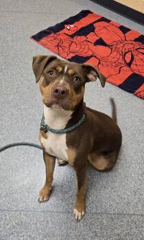 Chocolate Milk -  Pit Bull Terrier and Mixed Breed Dog for Adoption in Westland, Michigan - Chocolate Milk | PetCurious