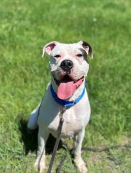 Rescue American Bulldog and Pit Bull Terrier Dogs for Adoption in Shohola, Pennsylvania - Toby | PetCurious