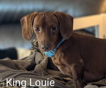 King Louie and Buster -  Dachshund Dog for Adoption in Sioux Falls, South Dakota - King Louie And Buster | PetCurious