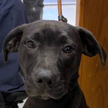 Rescue Black Labrador Retriever Dogs for Adoption in Jacksonville, Arkansas - Wonton | PetCurious