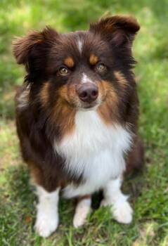 Kelsey in RI -  Australian Shepherd Dog for Adoption in Cranston, Rhode Island - Kelsey In RI | PetCurious