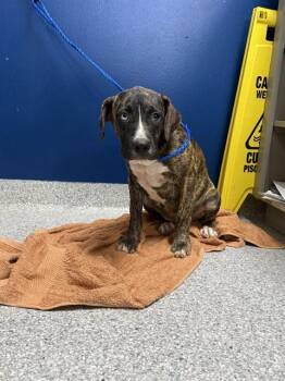 A187410 -  Pit Bull Terrier and Mixed Breed Dog for Adoption in Pasadena, Texas - A187410 | PetCurious
