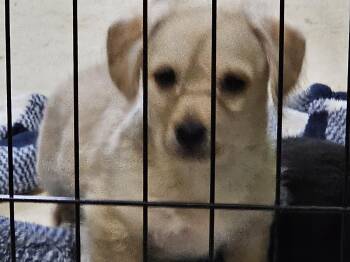 Yorkie Poo Dogs Available for Adoption in Clovis, New Mexico - Howard | PetCurious