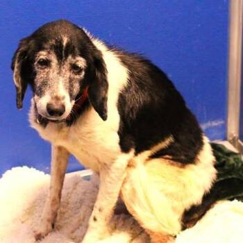 26-01527 -  Hound Dog for Adoption in Fredericksburg, Virginia - 26-01527 | PetCurious