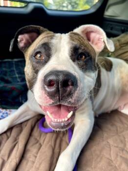 Rescue Mixed Breed Dogs for Adoption in Poughkeepsie, New York - Mozzie | PetCurious