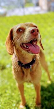 Rescue Hound and Mixed Breed Dogs for Adoption in Morristown, New Jersey - Lily P | PetCurious