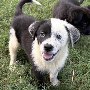 Bambi -  Australian Shepherd and Border Collie Dog for Adoption - Bambi | PetCurious