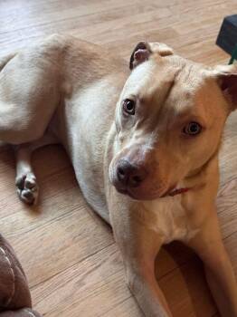 Mixed Breed Dogs Available for Adoption in Highland, New York - Lucas | PetCurious