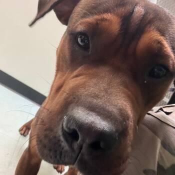 Rescue Mixed Breed Dogs for Adoption in Philadelphia, Pennsylvania - Starfire | PetCurious