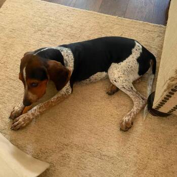 Daisy -  Coonhound Dog for Adoption in Minneapolis, Minnesota - Daisy | PetCurious