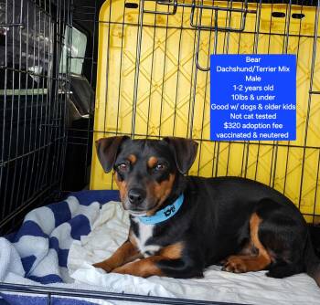 Dachshund Dogs Available for Adoption in Oviedo, Florida - Bear | PetCurious