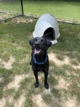 Reggie -  Black Labrador Retriever Dog for Adoption in Shepherdsville, Kentucky - Reggie | PetCurious