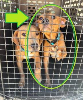 Mountain Cur Dogs Available for Adoption in Cave Spring, Virginia - Elenor | PetCurious