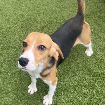 Sprinkles 9095/8761 -  Beagle Dog for Adoption in Loxahatchee Groves, Florida - Sprinkles 9095/8761 | PetCurious