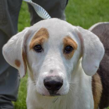 Cornball -  American Foxhound and Labrador Retriever Dog for Adoption in Huntley, Illinois - Cornball | PetCurious