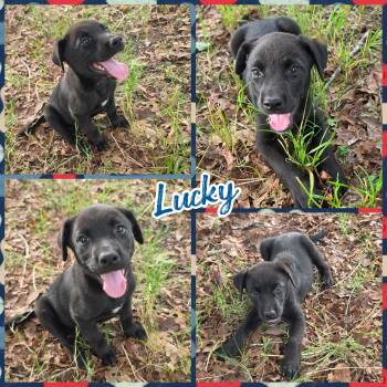 Black Labrador Retriever and Husky Dogs Available for Adoption in Blacksburg, South Carolina - Lucky | PetCurious