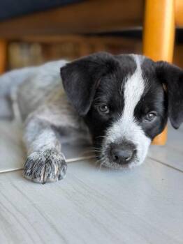Cowhand -  Australian Cattle Dog Blue Heeler and Cattle Dog Dog for Adoption in Phoenix, Arizona - Cowhand | PetCurious