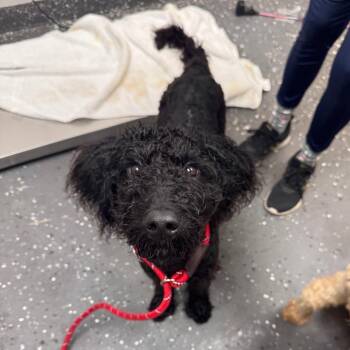 Raven -  Mixed Breed Dog for Adoption in Columbiana, Alabama - Raven | PetCurious