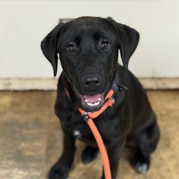 Marie -  Labrador Retriever Dog Available for Adoption in Columbia, South Carolina - Marie | PetCurious