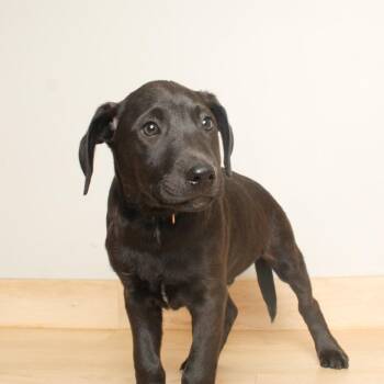 Labrador Retriever and Mixed Breed Dogs Available for Adoption - Bobo D67783 | PetCurious