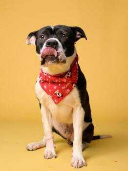 Pit Bull Terrier and Mixed Breed Dogs Available for Adoption in Atlanta, Georgia - Hollywood | PetCurious