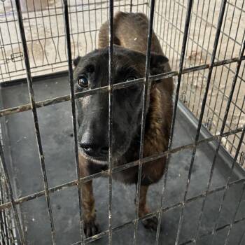 Macho -  Belgian Shepherd Malinois Dog for Adoption in Edinburg, Texas - Macho | PetCurious