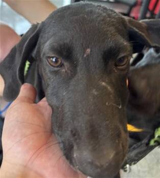 Chai A220034 -  Labrador Retriever Dog for Adoption in Plano, Texas - Chai A220034 | PetCurious