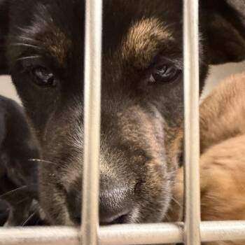 Mixed Breed Dogs Available for Adoption - Scott | PetCurious