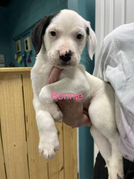 Bonnie -  Mixed Breed Dog for Adoption in Chattanooga, Tennessee - Bonnie | PetCurious