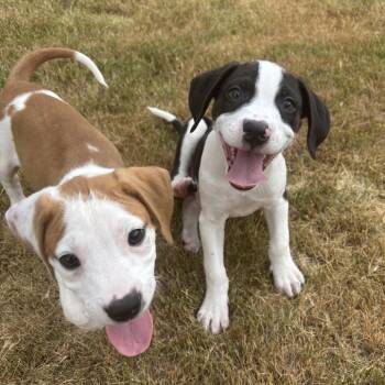 Dolly Parton -  Pit Bull Terrier and Mixed Breed Dog for Adoption in Durham, North Carolina - Dolly Parton | PetCurious