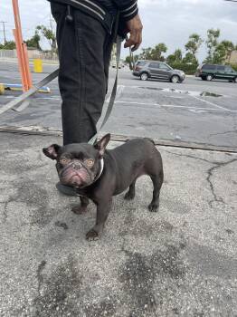 Bonita -  French Bulldog Dog for Adoption in San Rafael, California - Bonita | PetCurious