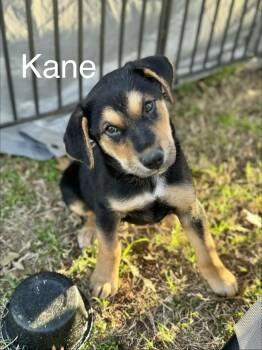 Hound Dogs Available for Adoption - Kane | PetCurious