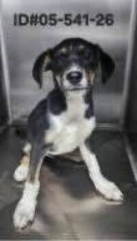 Vincent Benedict -  Husky Dog for Adoption in Milton, Georgia - Vincent Benedict | PetCurious