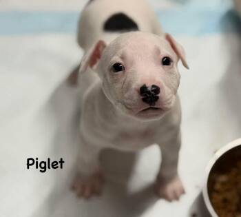 Bull Terrier Dogs Available for Adoption in Lutz, Florida - Piglet | PetCurious