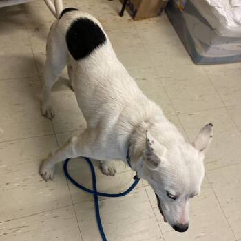 Echo -  Mixed Breed Dog for Adoption in Denison, Texas - Echo | PetCurious