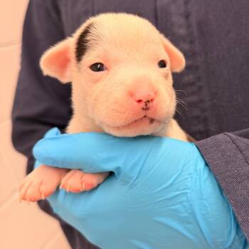 Cattle Dog and Mixed Breed Dogs Available for Adoption - Frosted Flakes | PetCurious