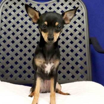Midget Britches -  Chihuahua Dog for Adoption in Fort Davis, Texas - Midget Britches | PetCurious