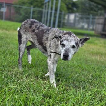 Flour -  Mixed Breed Dog for Adoption in Huntsville, Alabama - Flour | PetCurious
