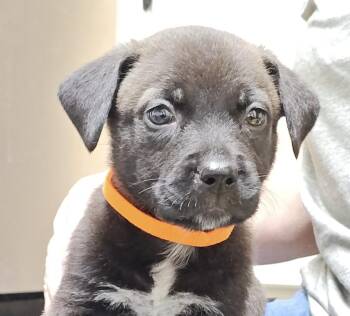 Pointer and Labrador Retriever Dogs Available for Adoption - Johnny Cougar | PetCurious